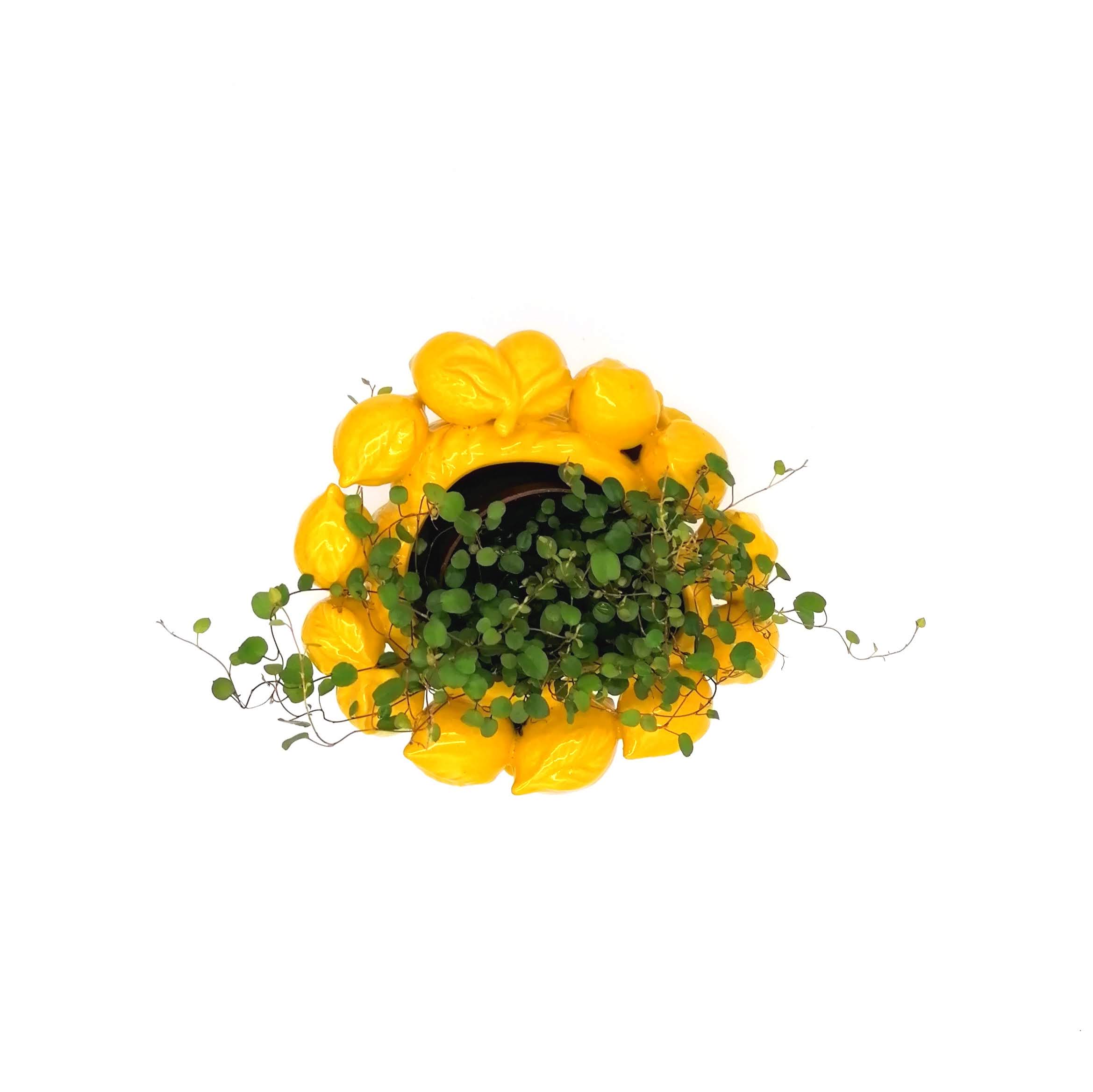 Keramický obal EDG na květinu, váza s citronovou korunou žlutá